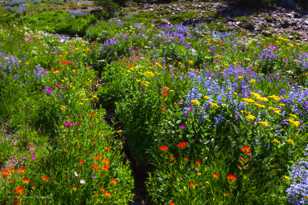 Wildflowers along Fall Creek-5977.jpg Wildflowers along Fall Creek-5977.jpg